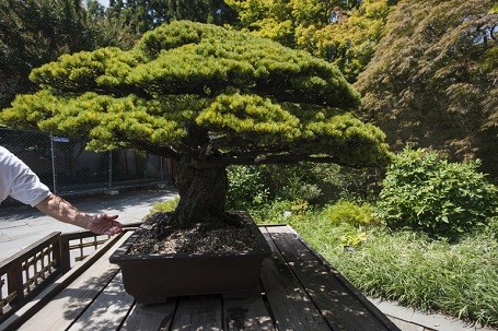 Man nhan cay bonsai 391 nam tuoi khien nguoi xem sung sot-Hinh-3